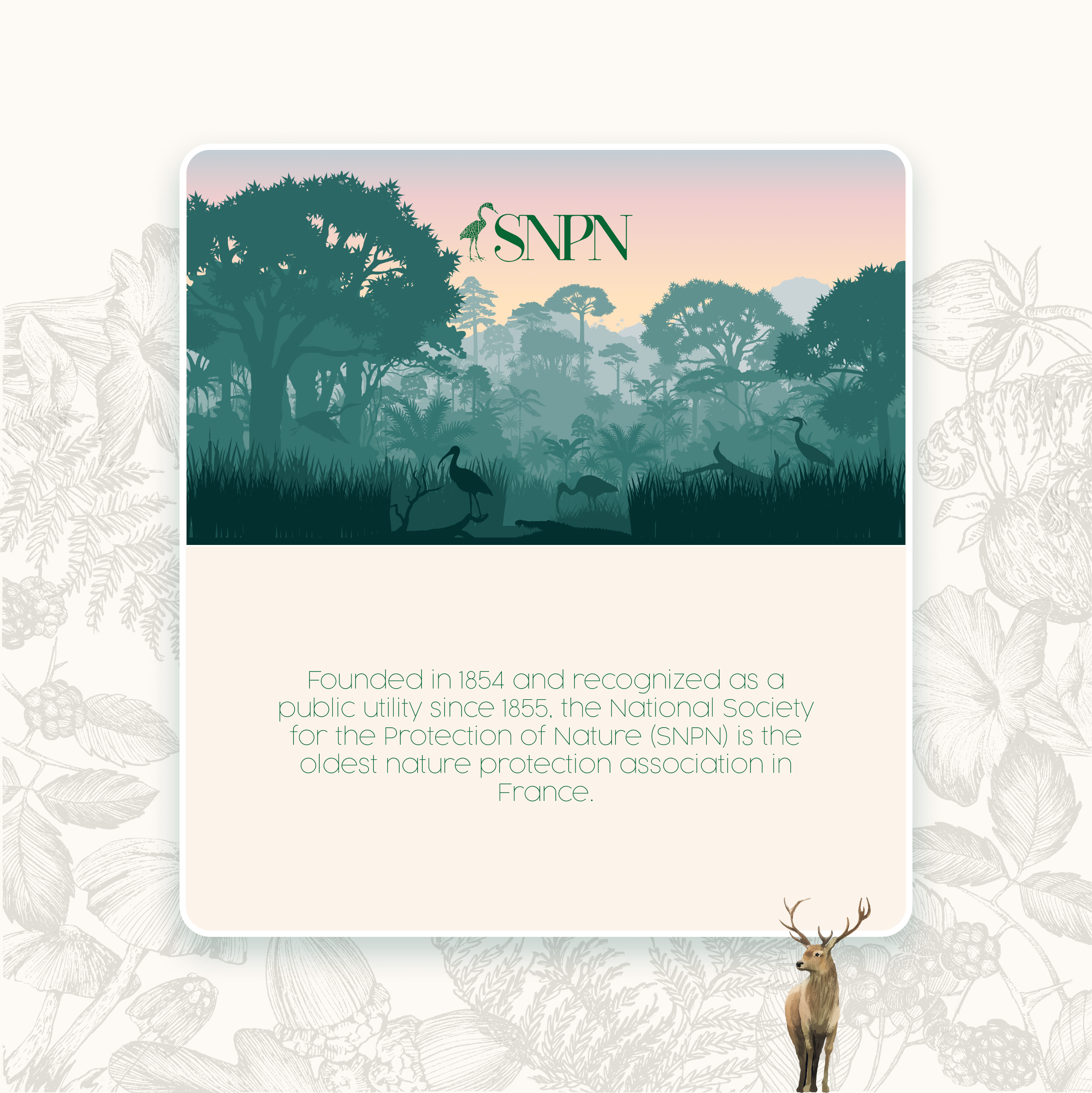 SNPN UI UX portfolio