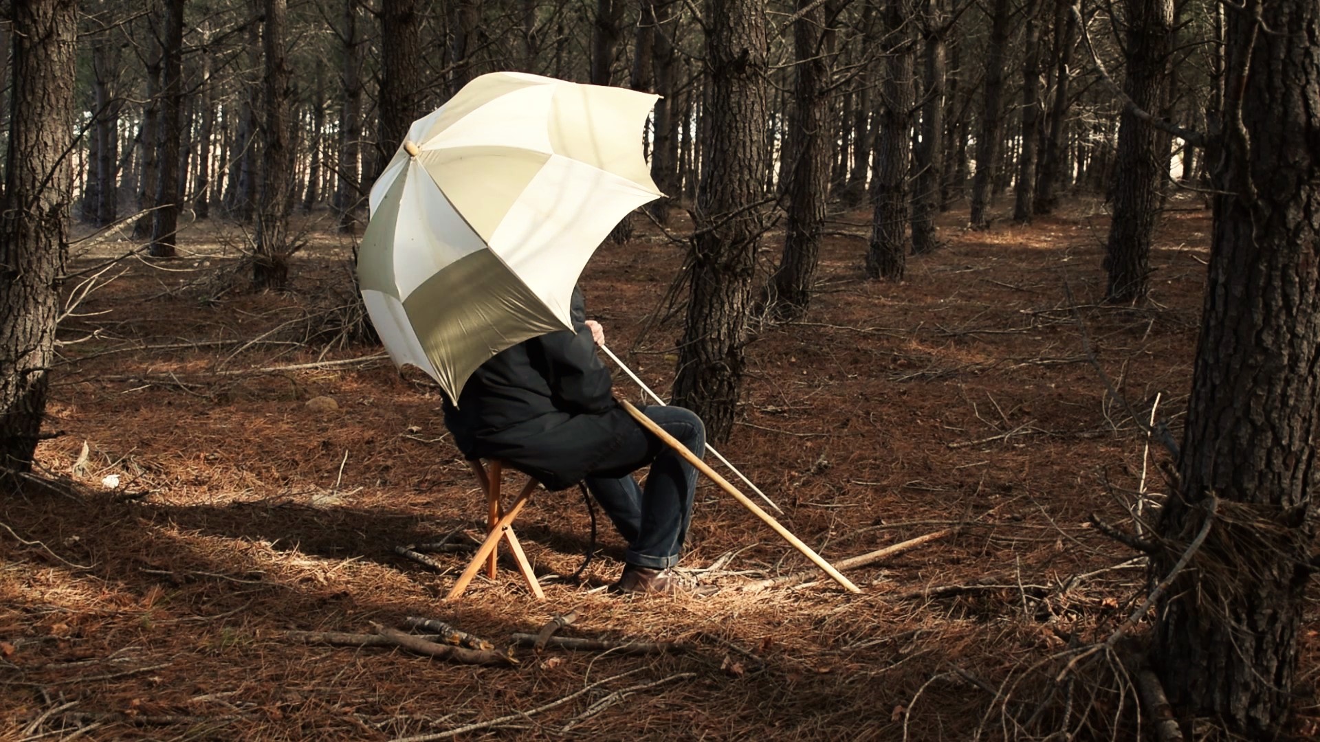 A man hidden behind a parasol sitting among the avenues of trees covered with brown pine needles