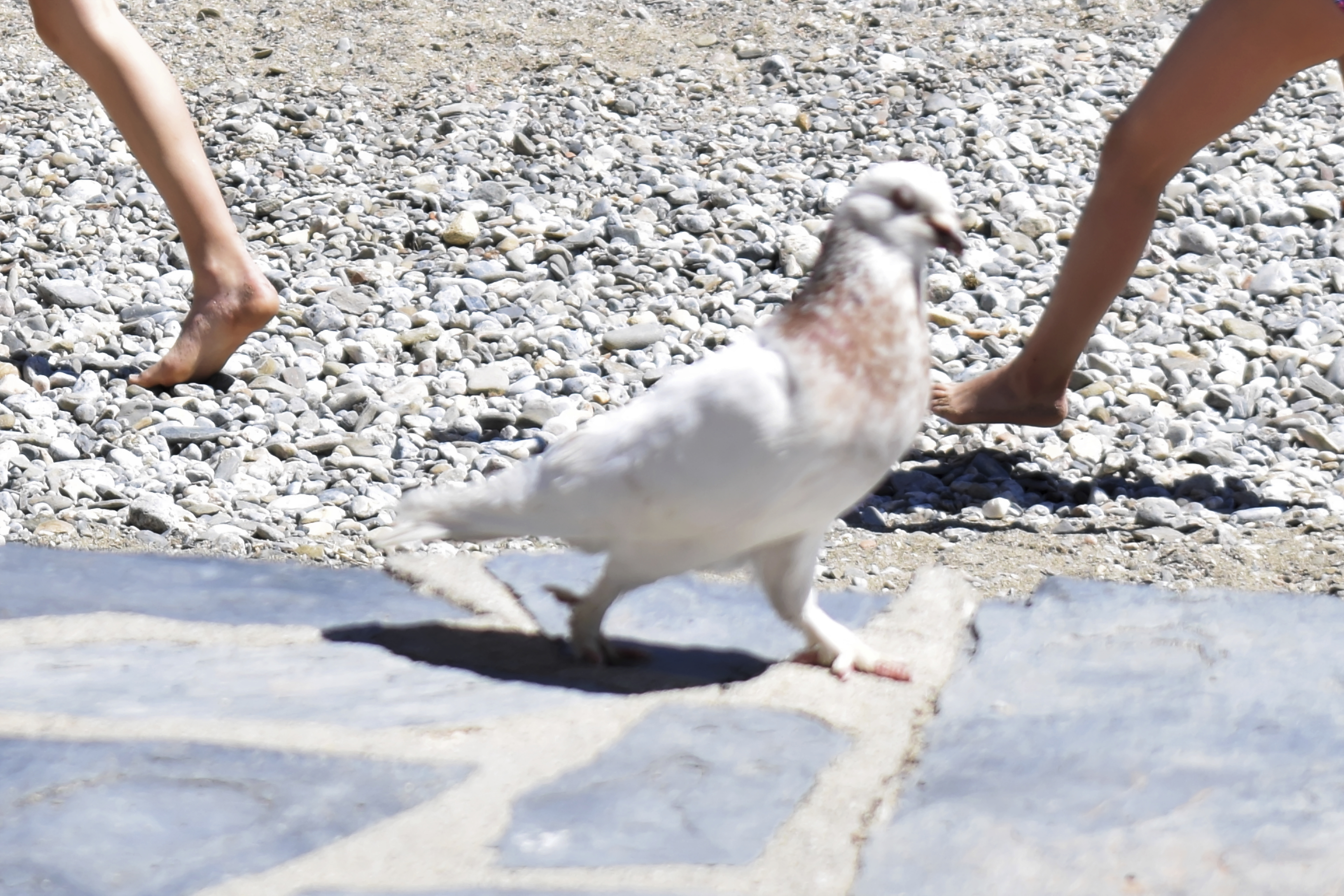 A pigeon walking in the foreground and two human legs in the background