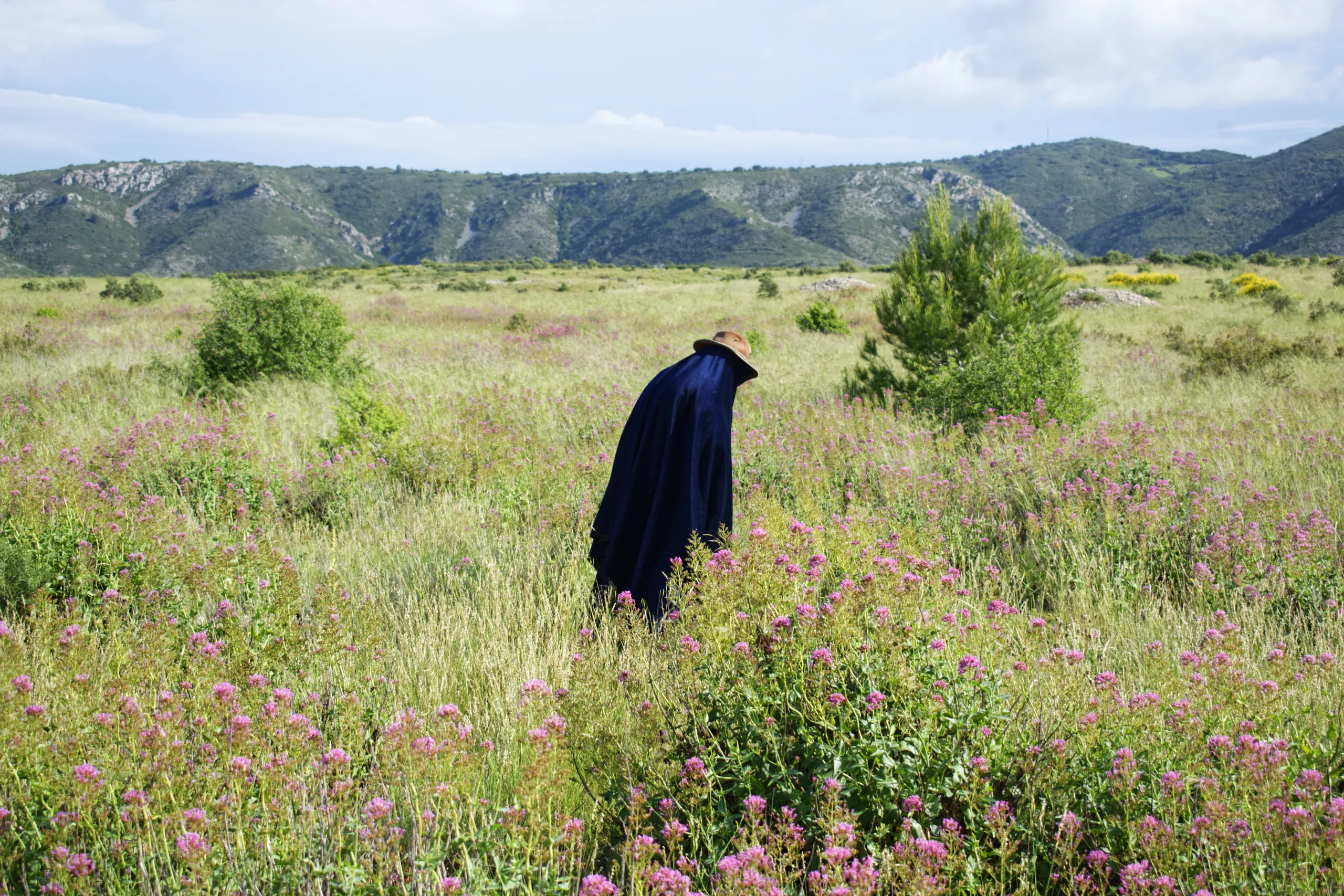 A person covered in navy blue fabric and a hat standing bent in the middle of a pink flowered field